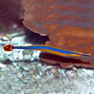 doryrhamphus Melanopleura