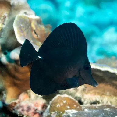 Zebrasoma rostratum M