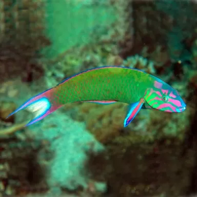 Thalassoma Lunare M