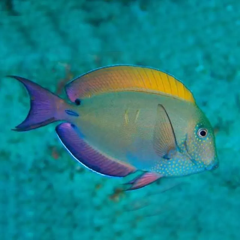 acanthurus nigrofuscus (M)