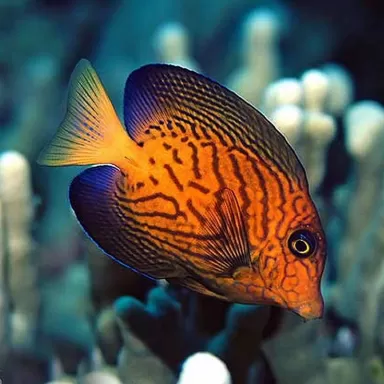 ctenochaetus hawaiensis M