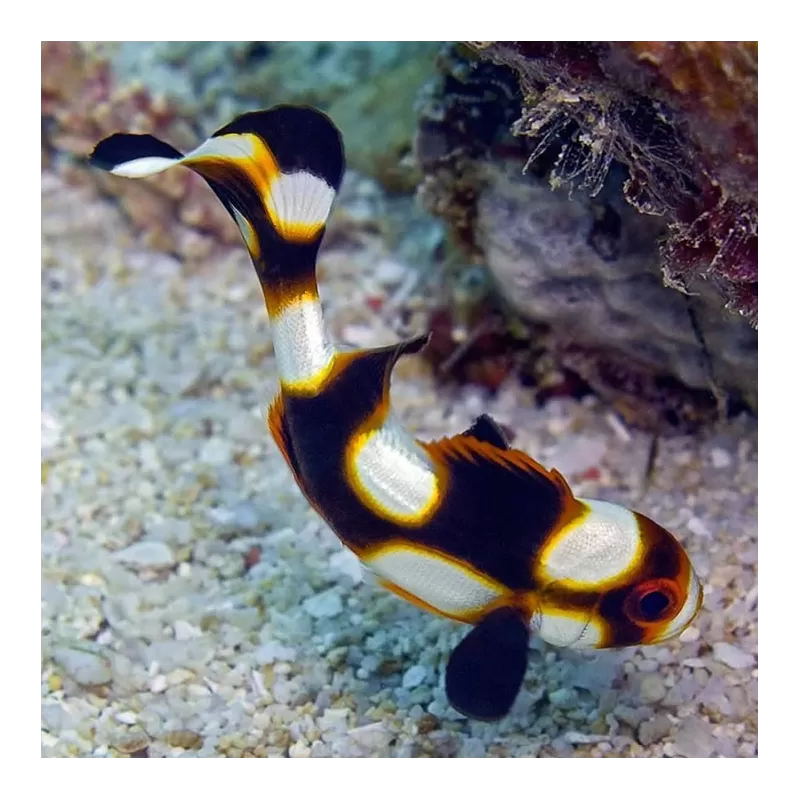 Plectorhinchus Orientalis M 4 7cm