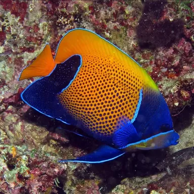 Pomacanthus Navarchus L