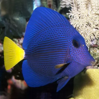 zebrasoma xanthurum M