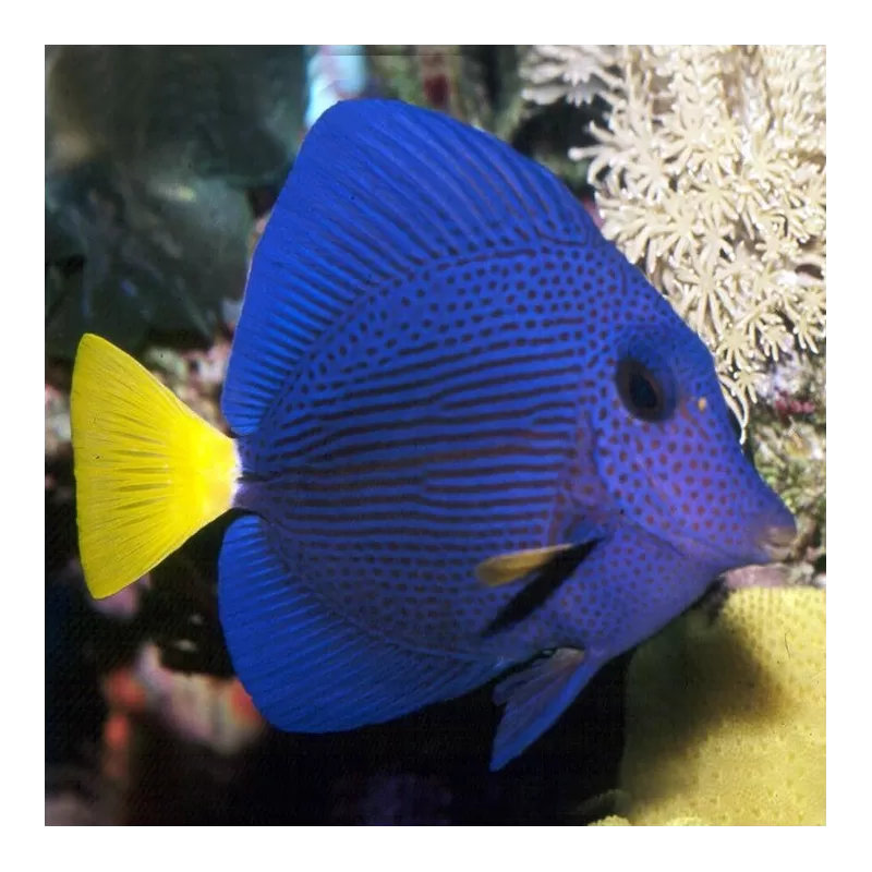 zebrasoma xanthurum M