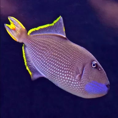 xanthichthys auromarginatus L