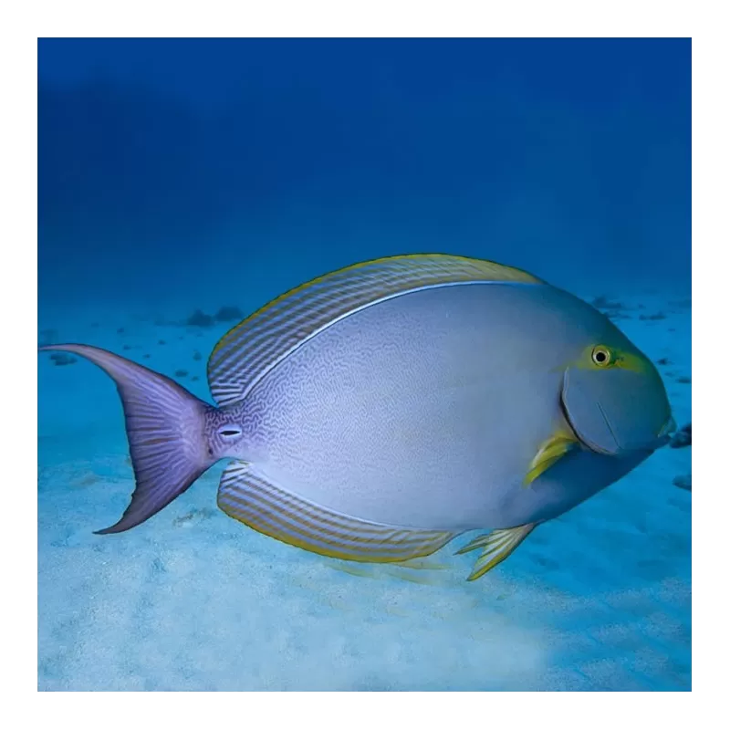 acanthurus xanthopterus L