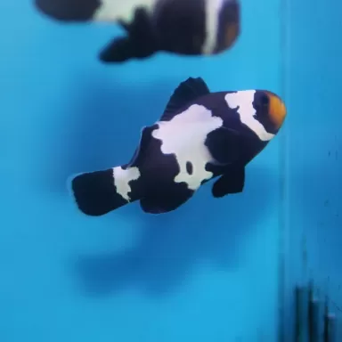 Amphiprion Occelaris Black Snowflake