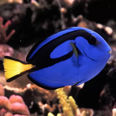 Möchten Sie Paracanthurus Hepatus kaufen? | Coralandfishstore.nl