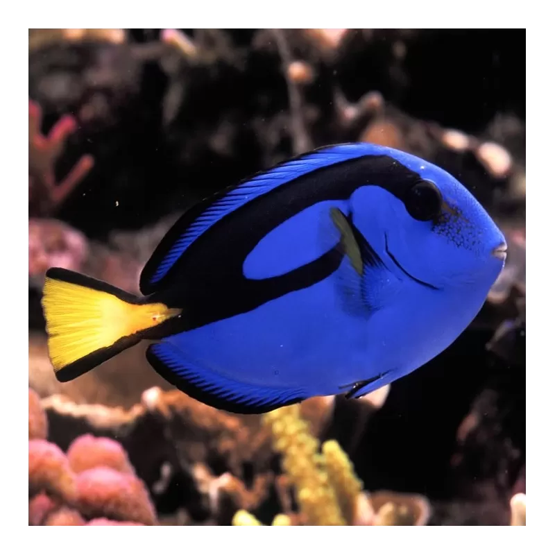 Möchten Sie Paracanthurus Hepatus kaufen? | Coralandfishstore.nl