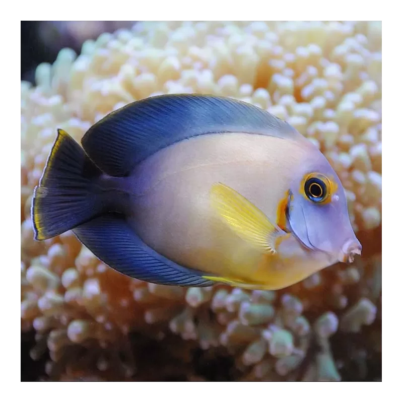 Acanthurus Pyroferus M