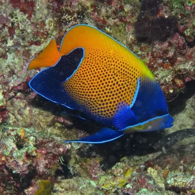 Coralandfishstore.nl √ Pomacanthus Navarchus Juv L