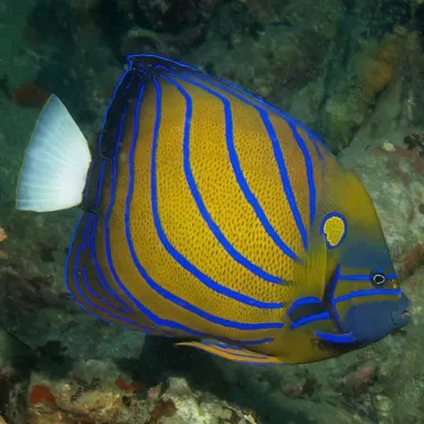 Pomacanthus Annularis M