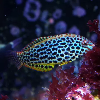 Macropharyngodon Meleagris