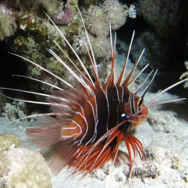 Pterois Radiata M