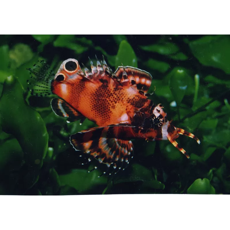 Dendrochirus Biocellatus