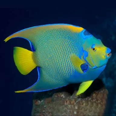 Holacanthus Ciliaris XL