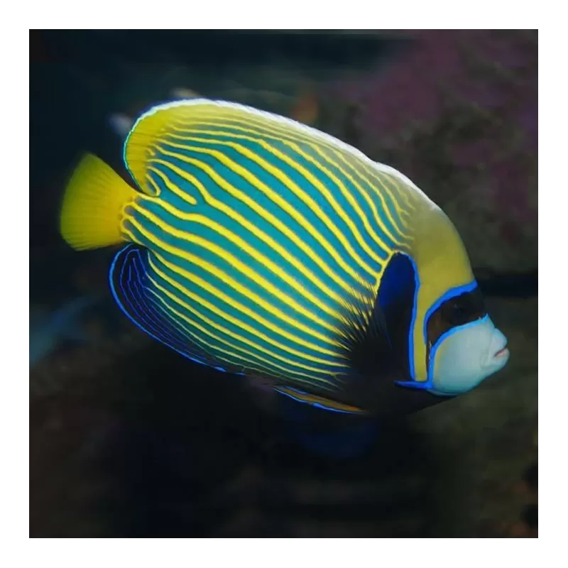 Pomacanthus Imperator Juv M