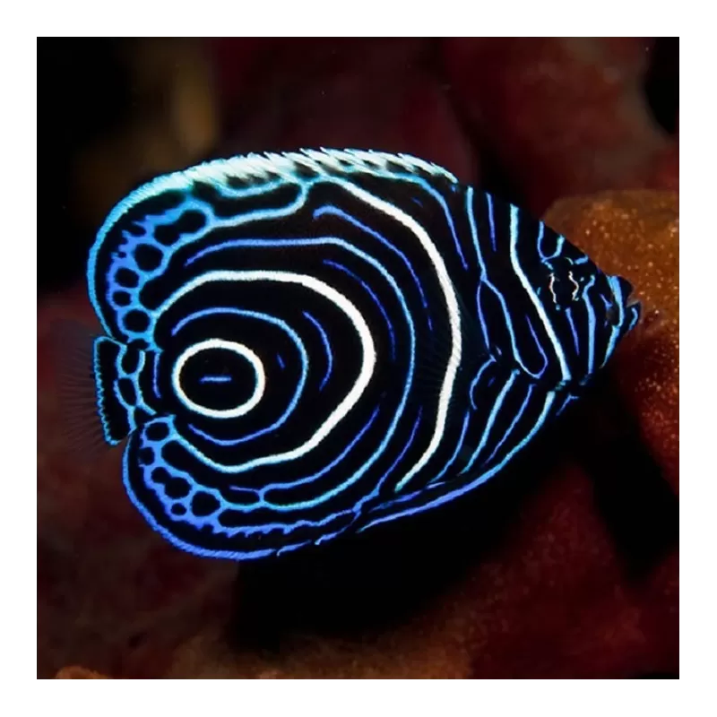 Pomacanthus Imperator Juv M