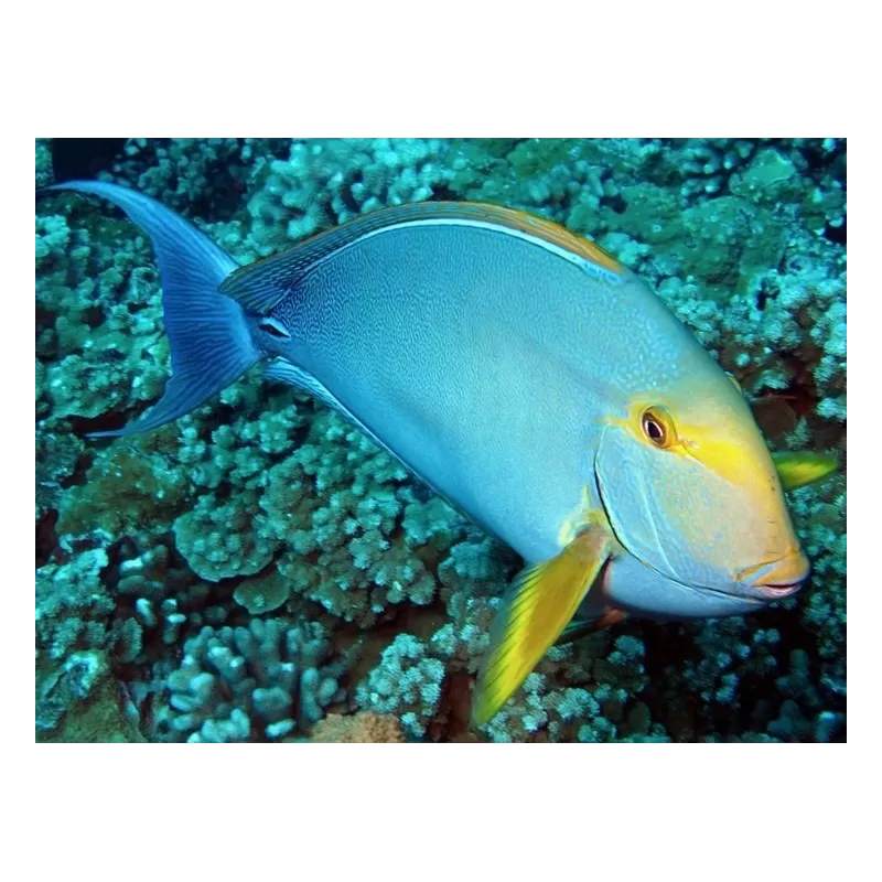 acanthurus xanthopterus M