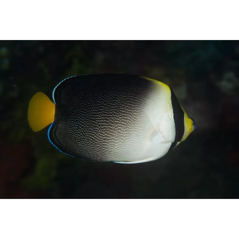 Chaetodontoplus Mesoleucus S