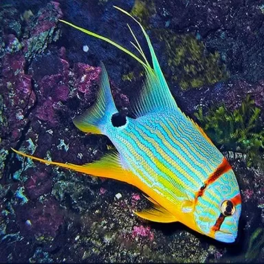 Symphorichthys Spilurus (M)