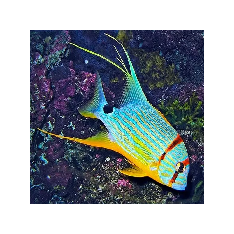 Symphorichthys Spilurus (M)