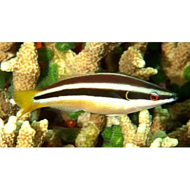 diproctacanthus xanturus