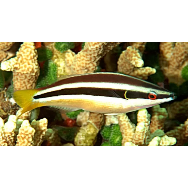 diproctacanthus xanturus