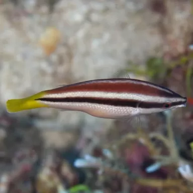 diproctacanthus xanturus