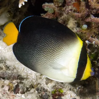 Chaetodontoplus Mesoleucus S