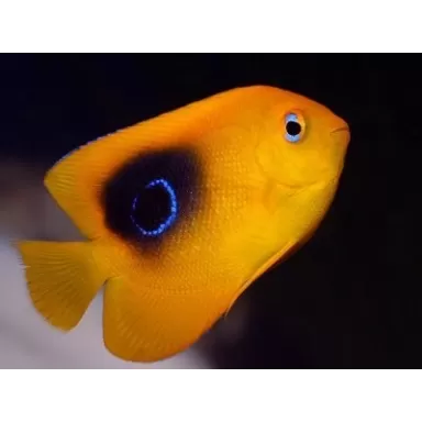 holacanthus tricolor XL