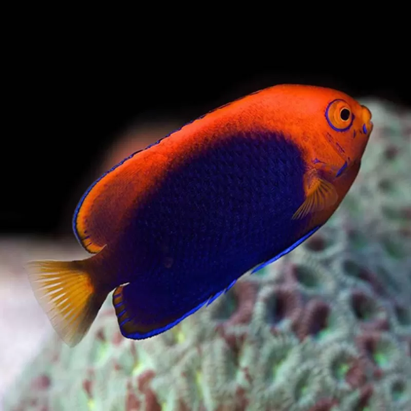 Centropyge Acanthops