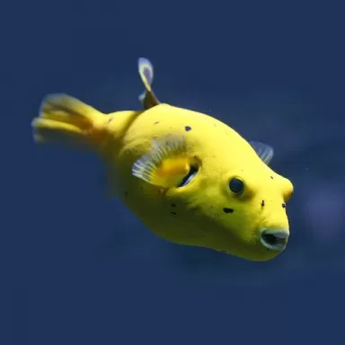 Arothron citrinellus golden puffer M