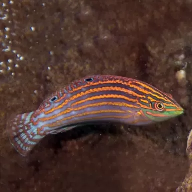 halichoeres cosmetus