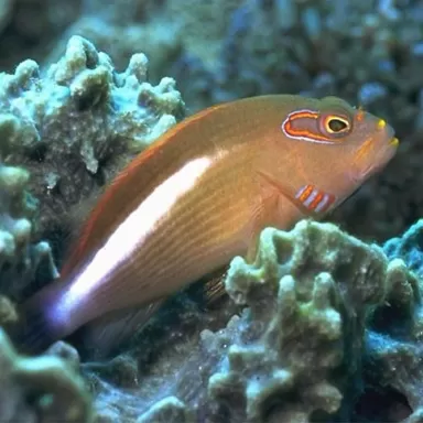 Paracirrhites Arcuatus