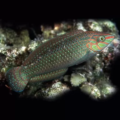 halichoerus marginatus M