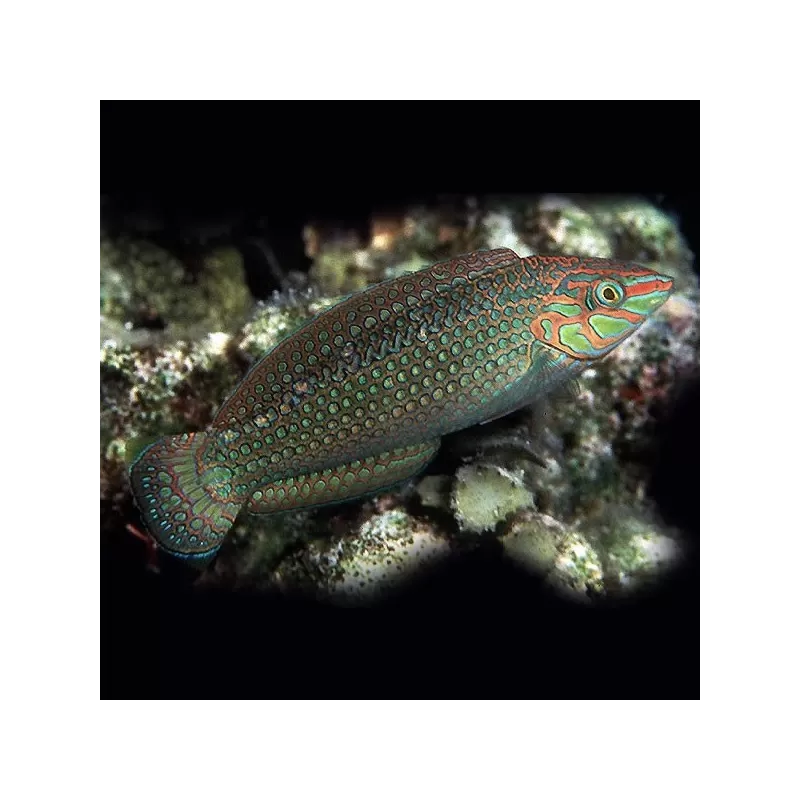 halichoerus marginatus M