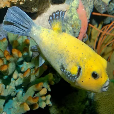 arothron meleagris L 15 20cm