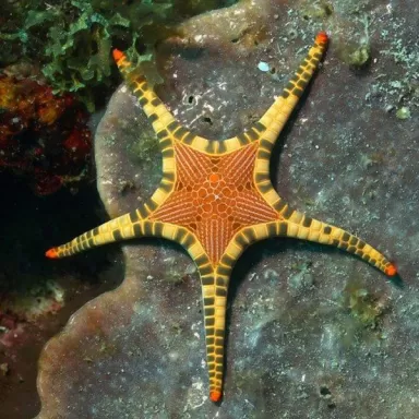 Iconaster longimanus