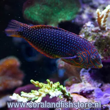 Macropharyngodon Ornatus meleagris M