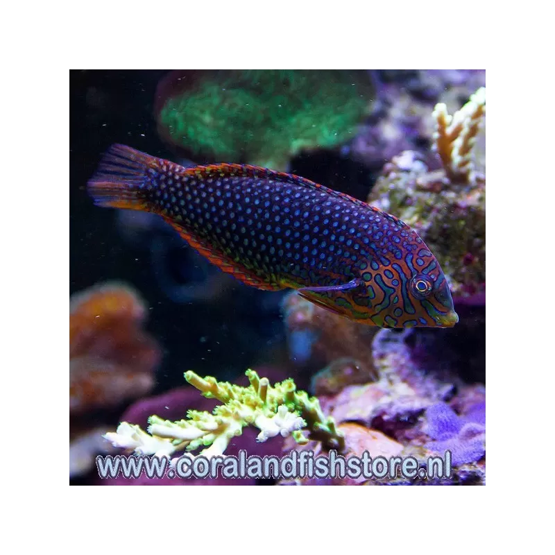 Macropharyngodon Ornatus meleagris M