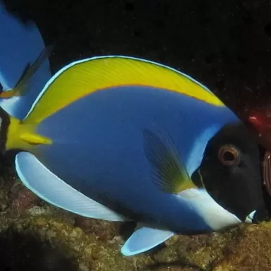 acanthurus leucosternon CF blue M