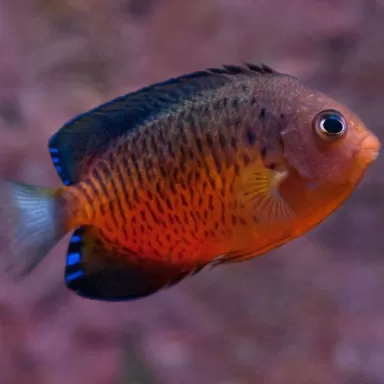 Centropyge Ferrugata