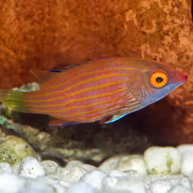 Pseudocheilinops Ataenia