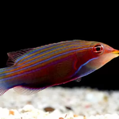 Pseudocheilinus Tetrataenia