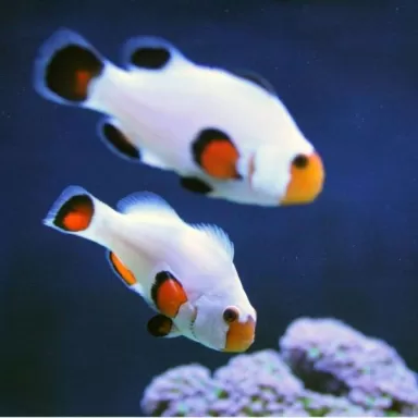 Amphiprion Platinum