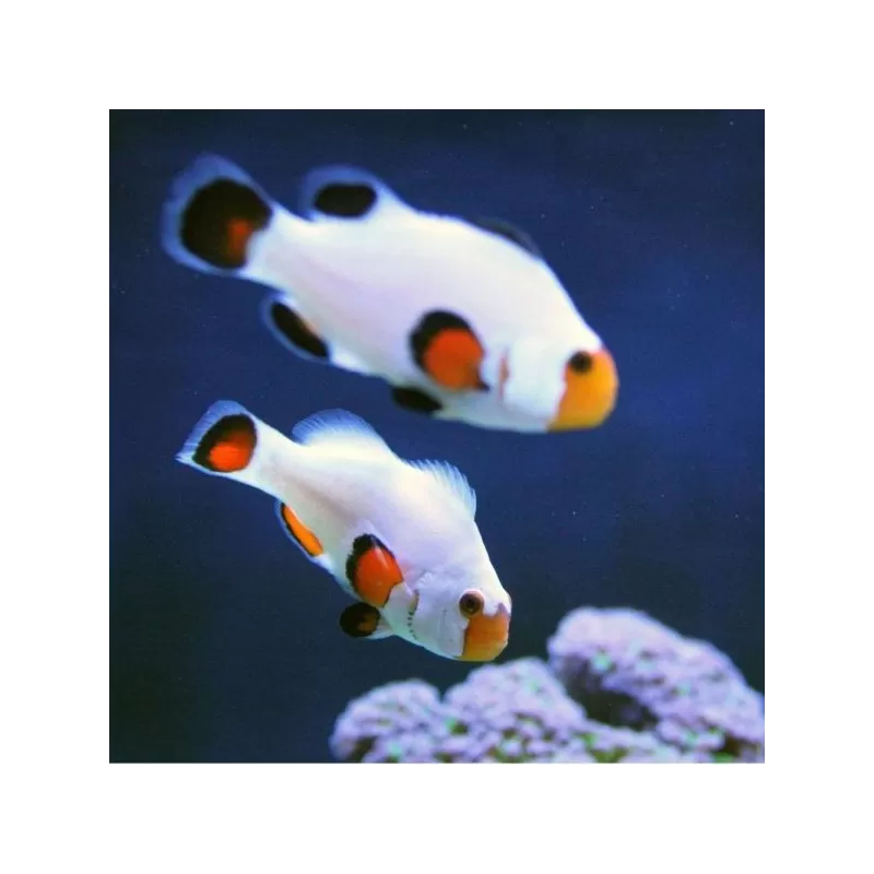Amphiprion Platinum