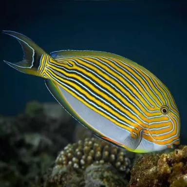 acanthurus lineatus XL