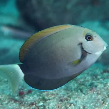 acanthurus nigricauda M